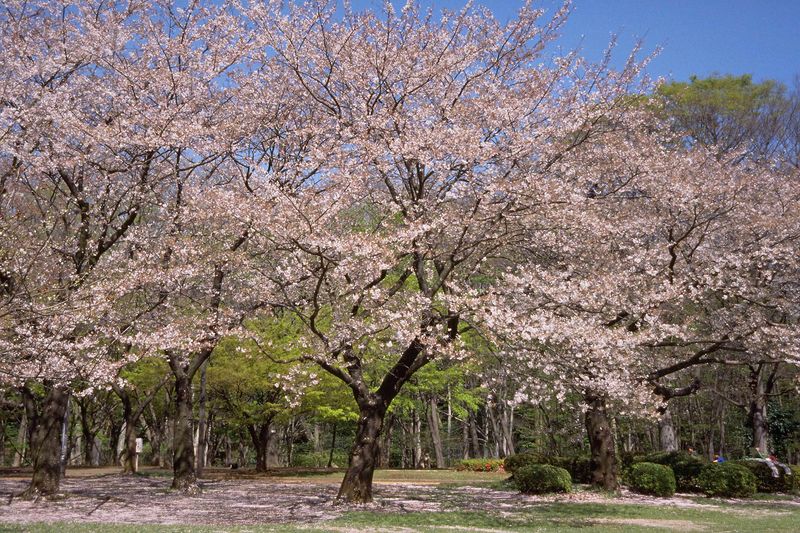 まつぼっくりさん4-9用