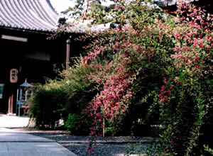 赤花萩（本堂前）
