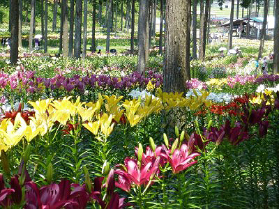 谷汲ゆり園