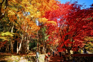 鶏足寺の紅葉