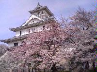 豊公園の桜
